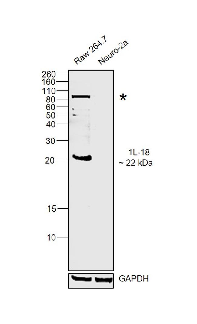 IL-18 Antibody in Western Blot (WB)