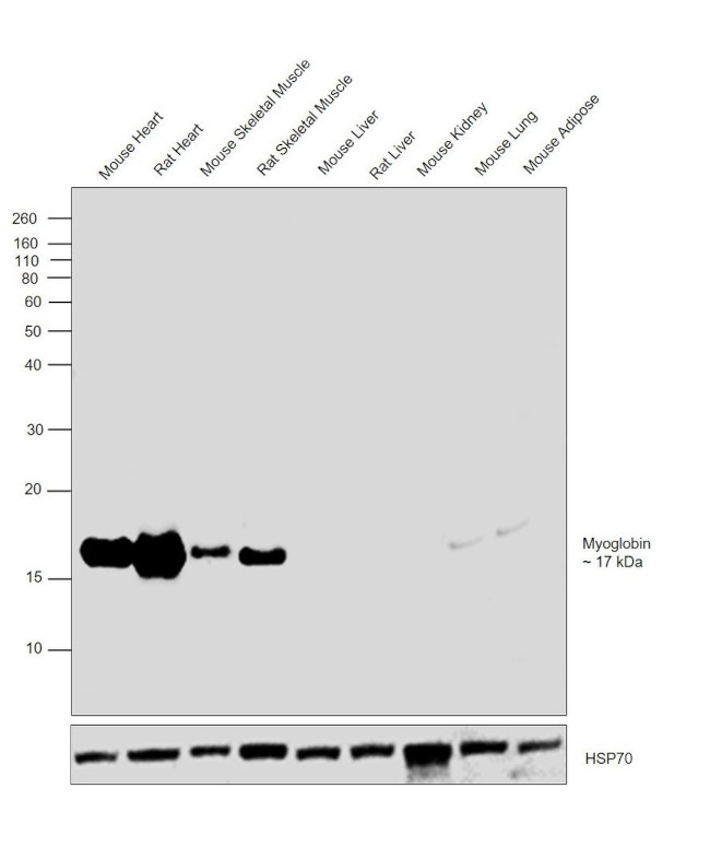 Myoglobin Antibody