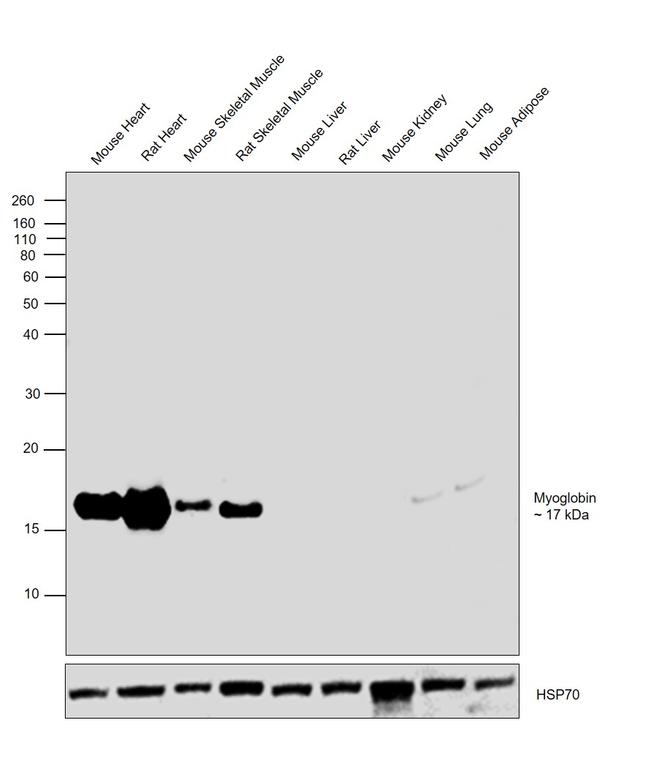 Myoglobin Antibody in Western Blot (WB)