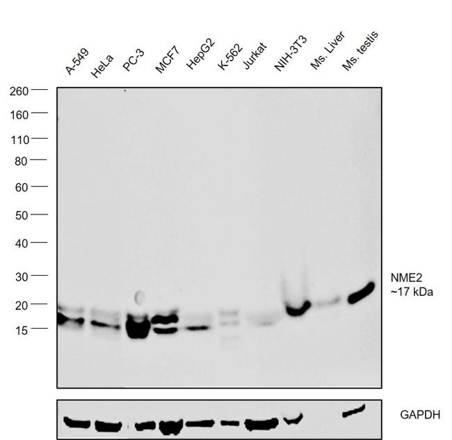 NME2 Antibody in Western Blot (WB)