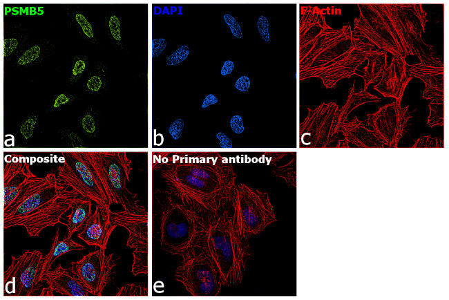 NONO Antibody in Immunocytochemistry (ICC/IF)