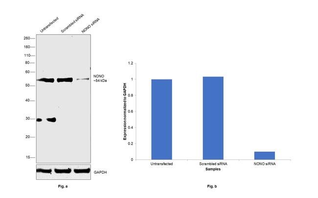 NONO Antibody in Western Blot (WB)