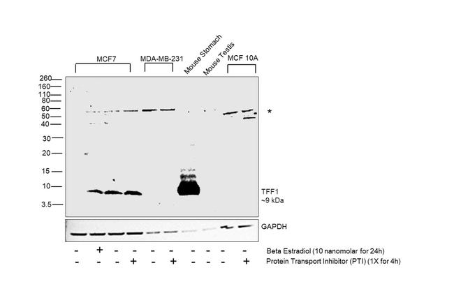 TFF1 Antibody in Western Blot (WB)