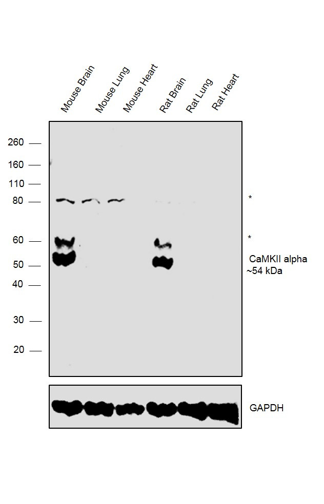 CaMKII alpha Antibody