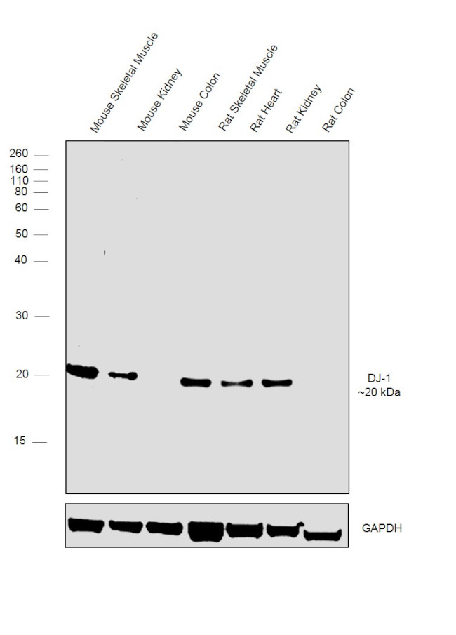 DJ-1 Antibody