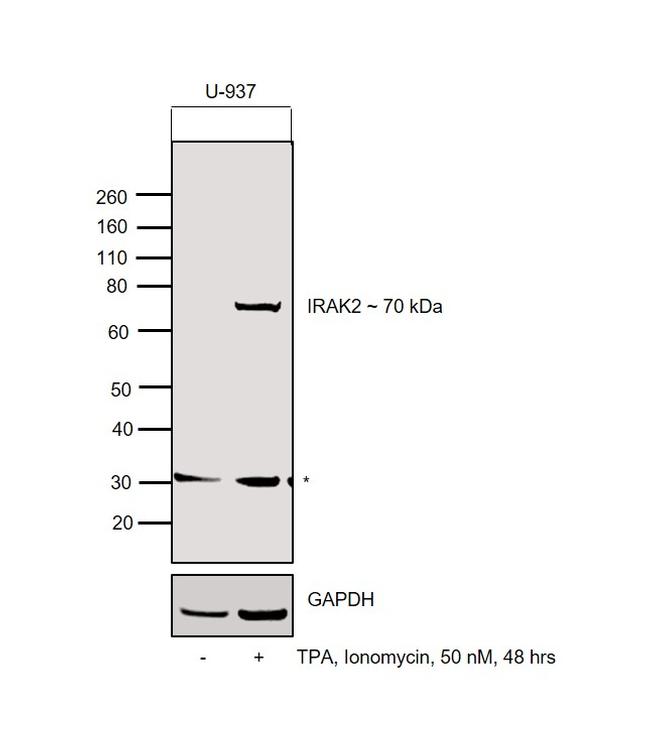 IRAK2 Antibody in Western Blot (WB)