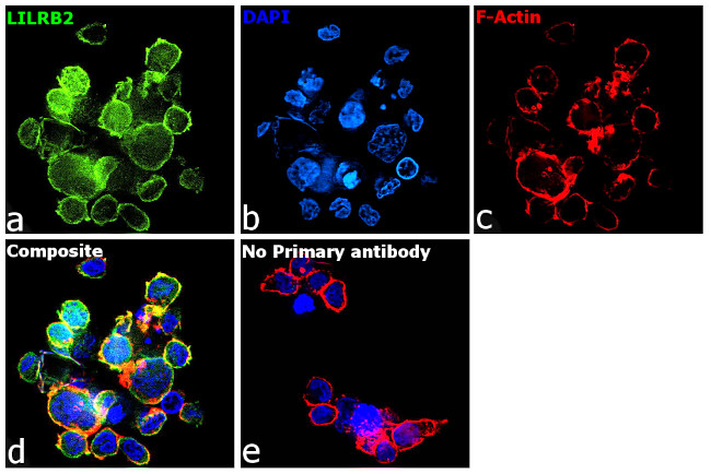 LILRB2 Antibody in Immunocytochemistry (ICC/IF)