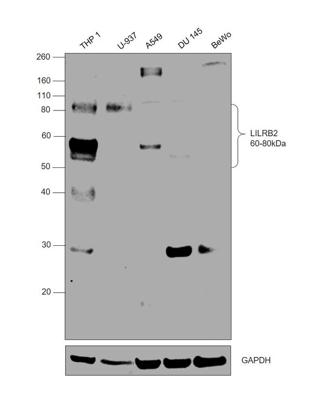 LILRB2 Antibody in Western Blot (WB)