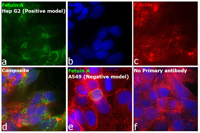 Fetuin A Antibody in Immunocytochemistry (ICC/IF)