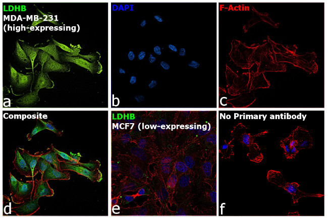 LDHB Antibody in Immunocytochemistry (ICC/IF)