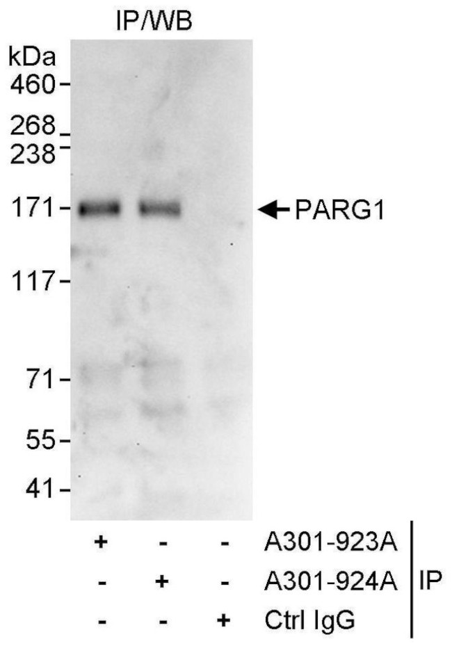 PARG1 Antibody in Immunoprecipitation (IP)