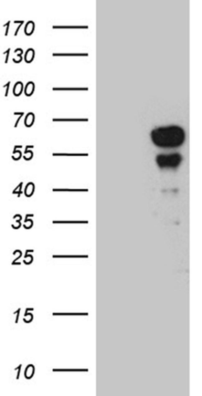 PAX7 Antibody in Western Blot (WB)