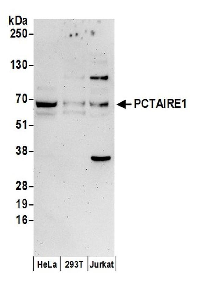 PCTAIRE1 Antibody in Western Blot (WB)