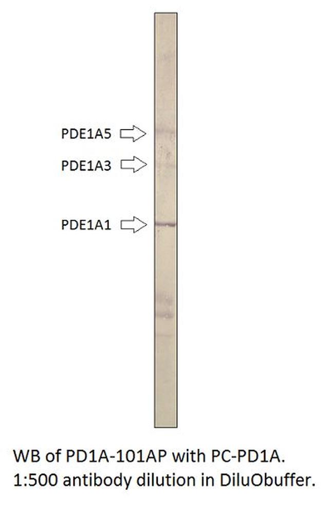 PDE1A Antibody in Western Blot (WB)