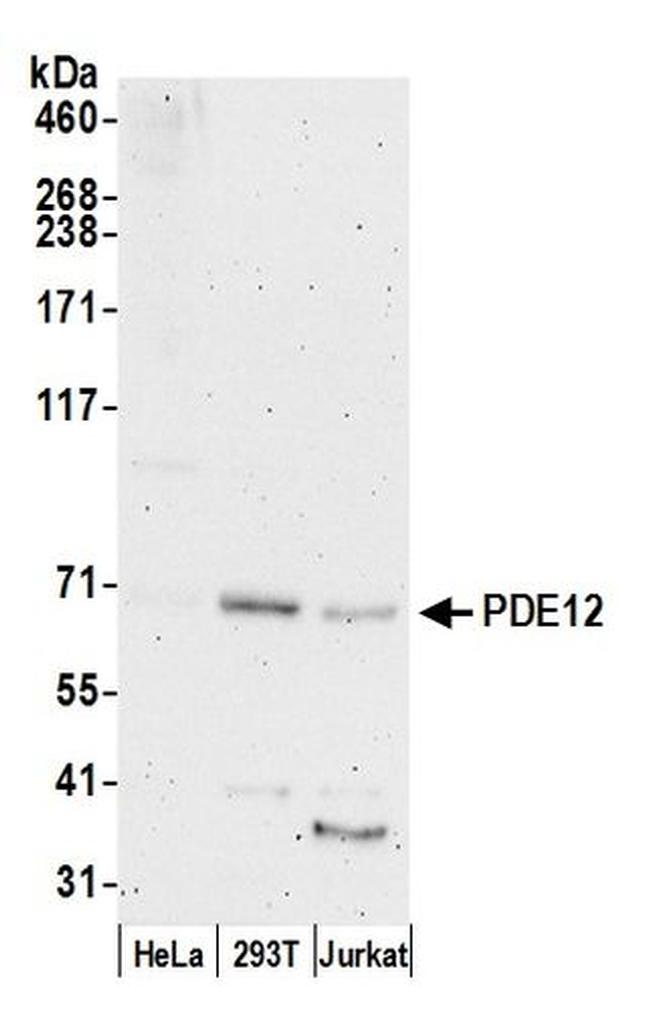 PDE12 Antibody in Western Blot (WB)