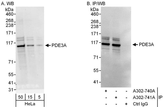 PDE3A Antibody in Western Blot (WB)