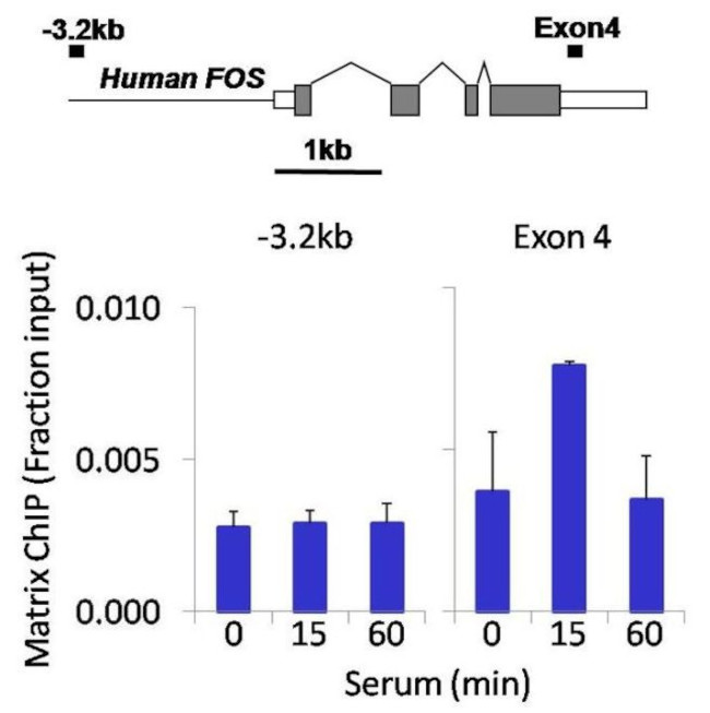 PDGFRA Antibody in ChIP Assay (ChIP)