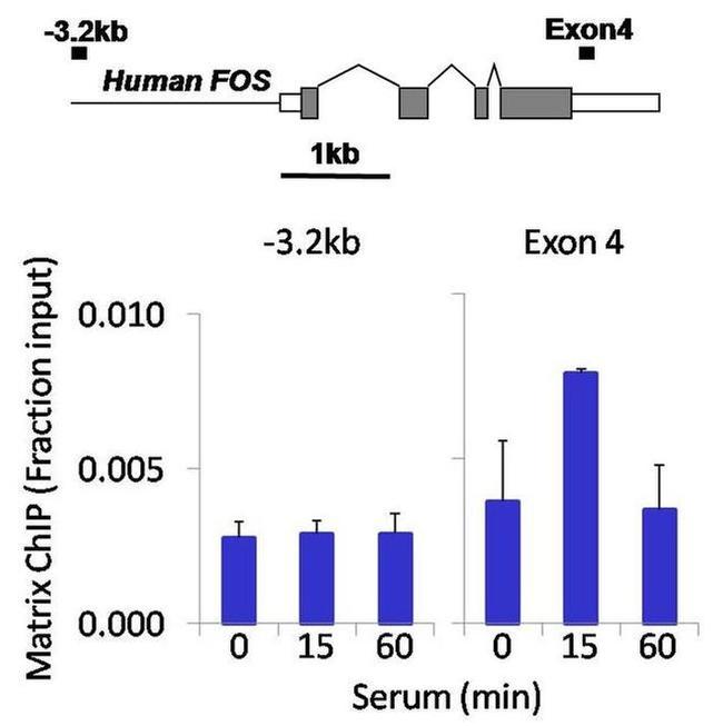 PDGFRA Antibody