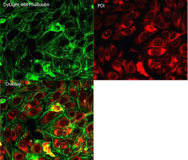 PDI Antibody in Immunocytochemistry (ICC/IF)