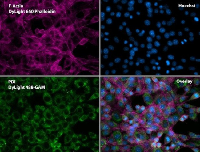 PDI Antibody in Immunocytochemistry (ICC/IF)