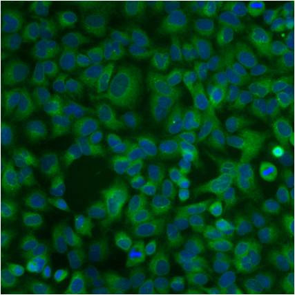 PDI Antibody in Immunocytochemistry (ICC/IF)