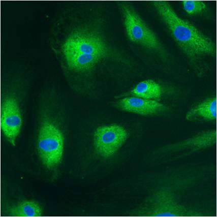 PDI Antibody in Immunocytochemistry (ICC/IF)