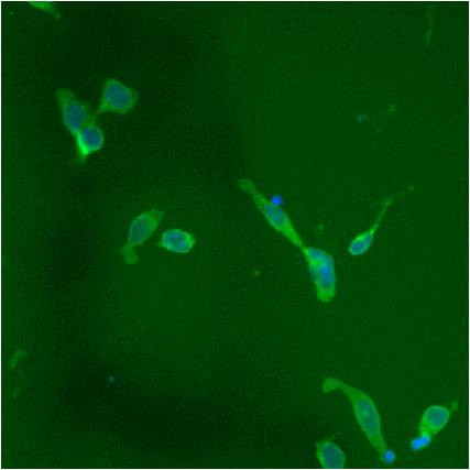 PDI Antibody in Immunocytochemistry (ICC/IF)