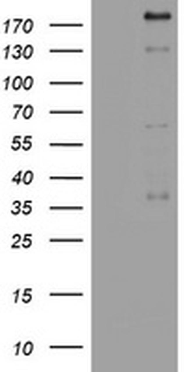 PEG3 Antibody in Western Blot (WB)