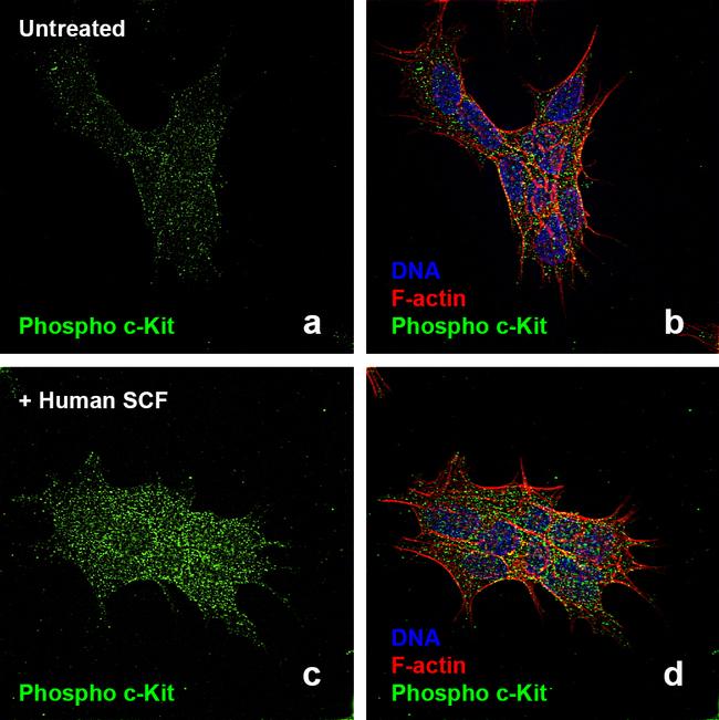 Human SCF Protein in Functional Assay (FN)