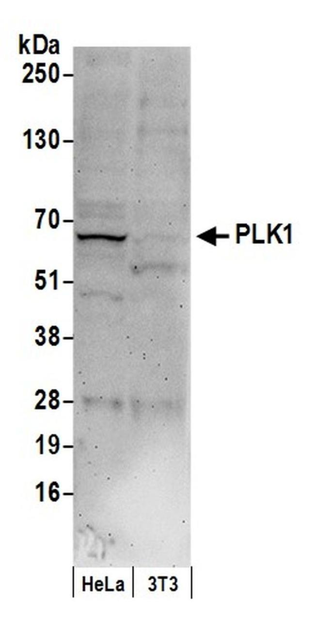 PLK1 Antibody in Western Blot (WB)