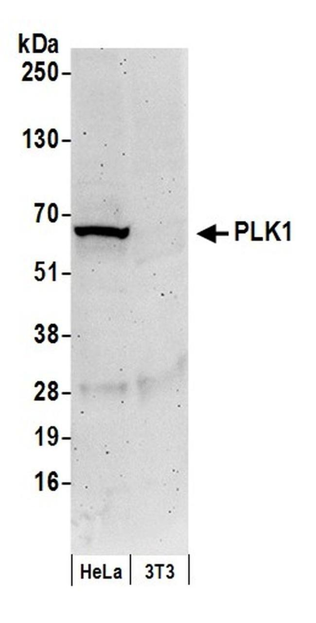 PLK1 Antibody in Western Blot (WB)