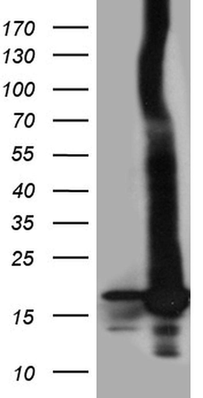 POLR2H Antibody in Western Blot (WB)