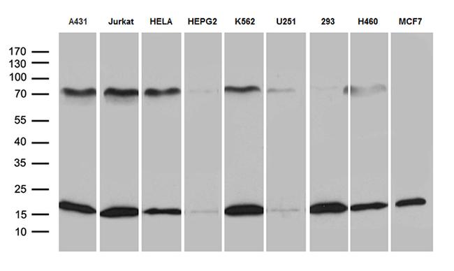 POLR2H Antibody in Western Blot (WB)