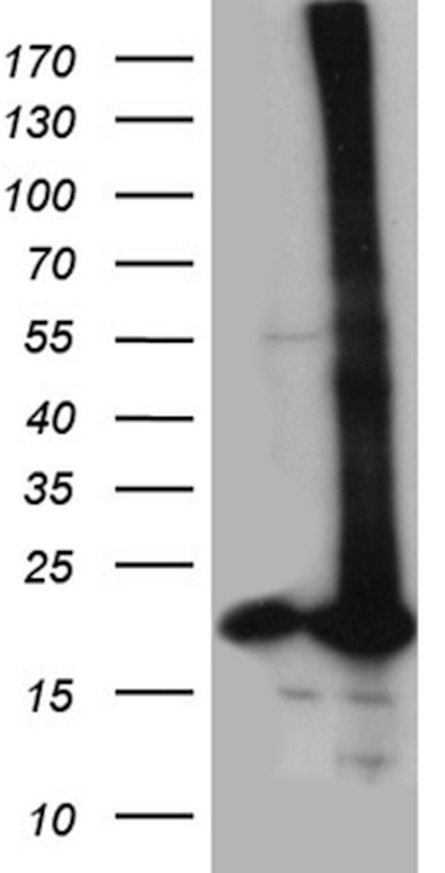 POLR2H Antibody in Western Blot (WB)