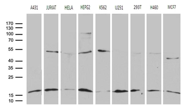 POLR2H Antibody in Western Blot (WB)