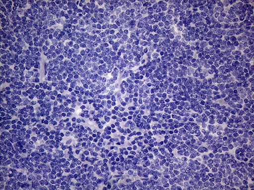 PON3 Antibody in Immunohistochemistry (Paraffin) (IHC (P))