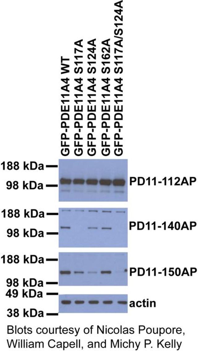 Phospho-PDE11A (Ser117, Ser124) Antibody in Western Blot (WB)
