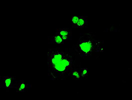 PPP1R7 Antibody in Immunocytochemistry (ICC/IF)