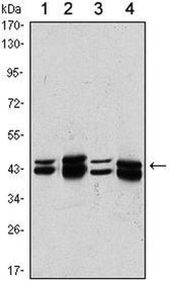 PRMT6 Antibody in Western Blot (WB)