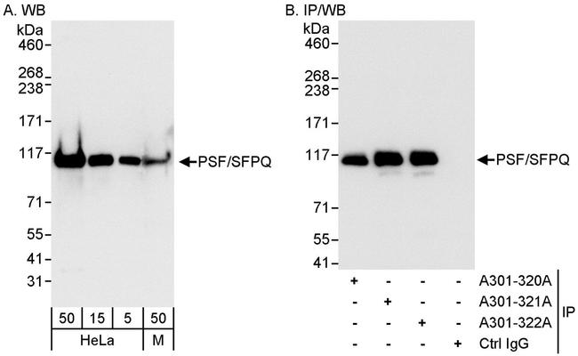 PSF/SFPQ Antibody in Western Blot (WB)