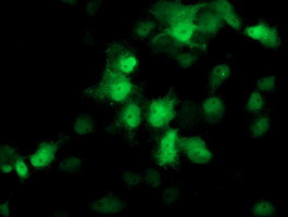 PSMB4 Antibody in Immunocytochemistry (ICC/IF)