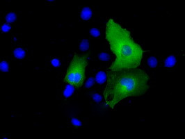 PSMC3 Antibody in Immunocytochemistry (ICC/IF)