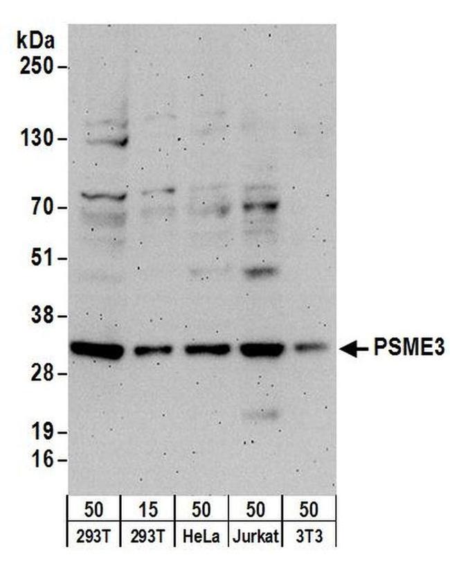 PSME3 Antibody in Western Blot (WB)