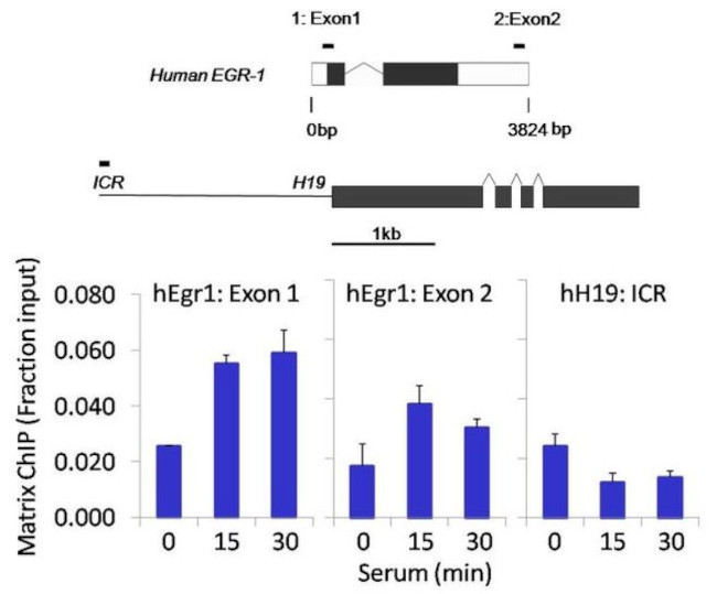 Phospho-STAT6 (Tyr641) Antibody in ChIP Assay (ChIP)