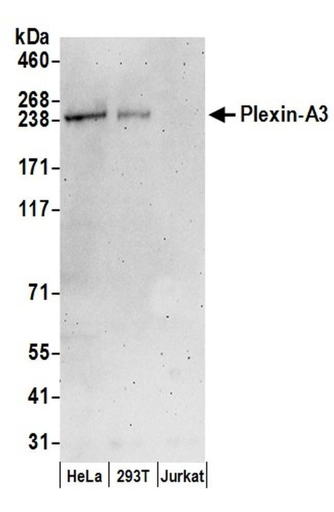 Plexin A3 Polyclonal Antibody A304 473a 5422