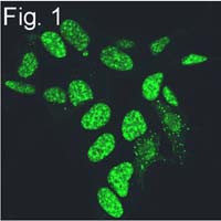 Phosphatidylinositol 4,5-bisphosphate Antibody in Immunocytochemistry (ICC/IF)