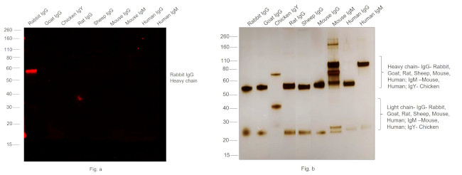 Rabbit IgG (H+L) Secondary Antibody in Western Blot (WB)