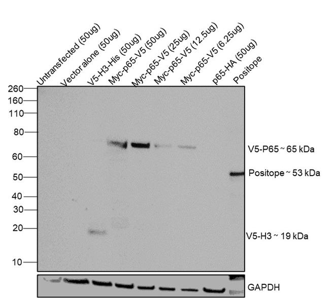 V5 Tag Antibody in Western Blot (WB)