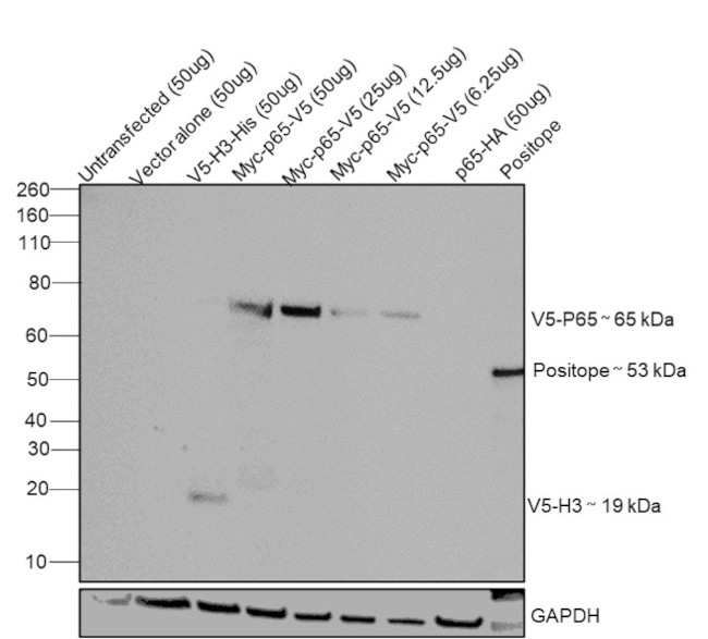 V5 Tag Antibody