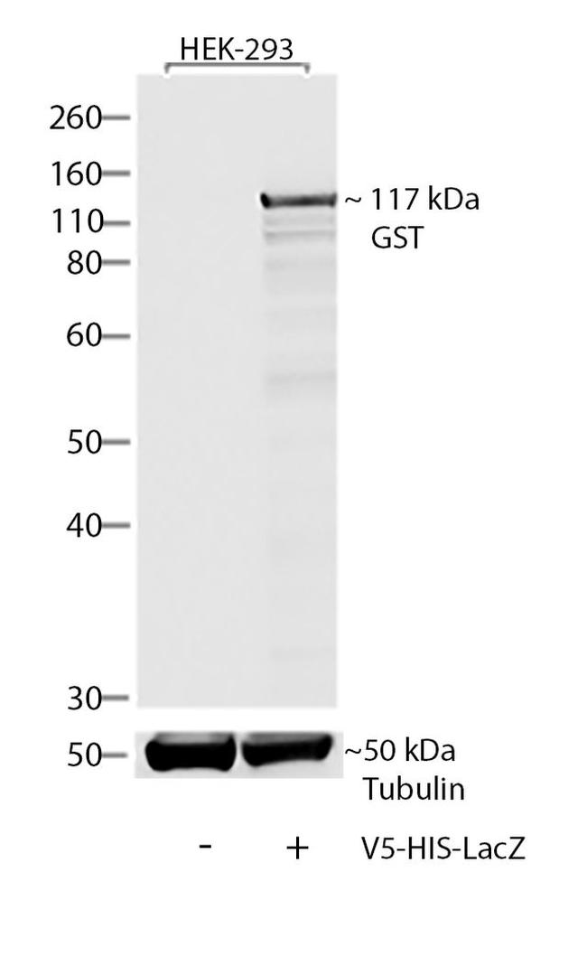 V5 Tag Antibody in Western Blot (WB)